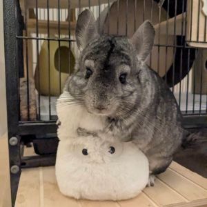 チンチラのぴょん吉